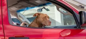 Dog in a car